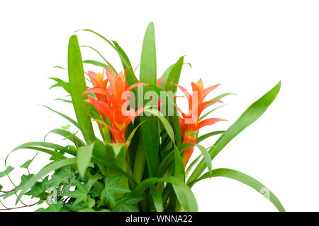 Belle ou billbergioides Canistropsis Nidularium orange fleur tropicale avec des feuilles vertes isolé sur fond blanc. Banque D'Images