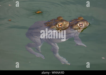 Colorado River toad (Incilius alvarius), également connu sous le nom de Désert de Sonora, paire de crapauds en amplexus (accouplement), désert de Sonora, en Arizona Banque D'Images
