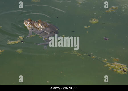 Désert de Sonora Toad (Incilius alvarius), l'accouplement, du désert de l'Arizona Banque D'Images