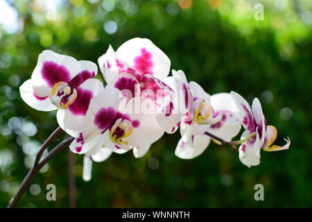 Belle de blanc et violet rose orchidée, fleur et feuilles vertes avec arrière-plan flou. Concept de la nature. Banque D'Images