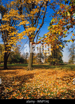 Scène forestiers d'automne, tapis de feuilles d'or tombé, ciel bleu Banque D'Images