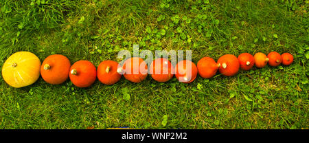 De nombreuses citrouilles orange pose dans l'herbe, formant une ligne Banque D'Images