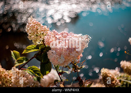,Dynamique et coloré de la nature artistique scène avec fleurs roses et blanches sur le lac. De belles fleurs aux couleurs vives sur fond du lac bleu. Banque D'Images
