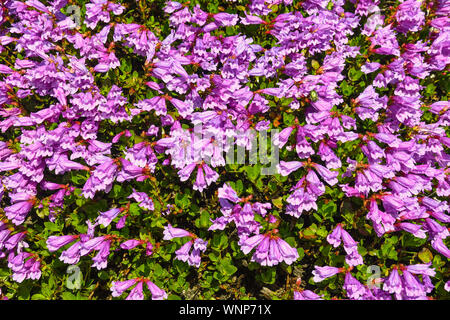 Close-up d'une plante à fleurs de l'Abelia rose avec fleurs violettes dans un jardin de montagne en été, Courmayeur, vallée d'Aoste, Alpes, Italie Banque D'Images