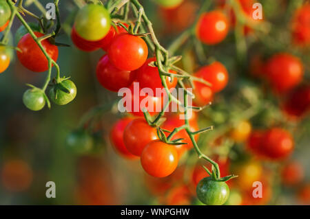 Tomates cerises sur une branche. La culture des tomates dans une serre. Les tomates vertes et mûres. Banque D'Images