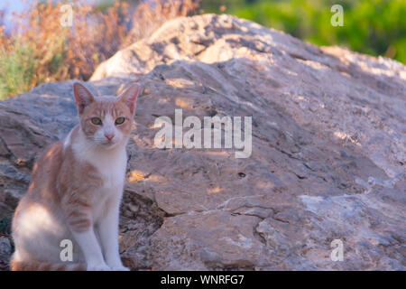 Les chats dans la Sierra Frost Benidorm Banque D'Images