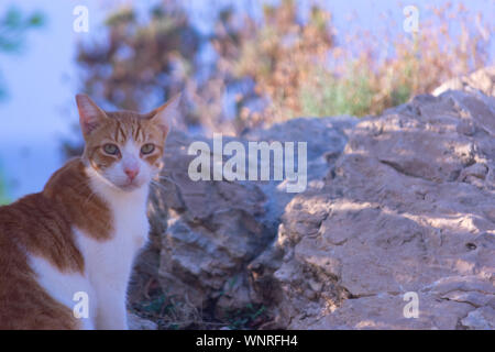 Les chats dans la Sierra Frost Benidorm Banque D'Images