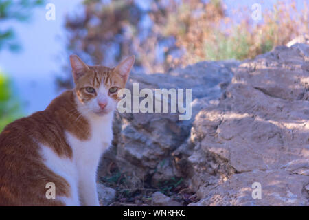 Les chats dans la Sierra Frost Benidorm Banque D'Images