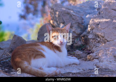 Les chats dans la Sierra Frost Benidorm Banque D'Images