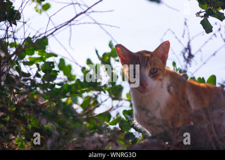 Les chats dans la Sierra Frost Benidorm Banque D'Images