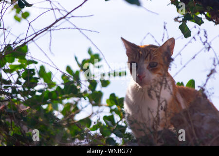 Les chats dans la Sierra Frost Benidorm Banque D'Images