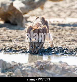 Un Caracal à un point d'eau dans le sud de la savane africaine Banque D'Images