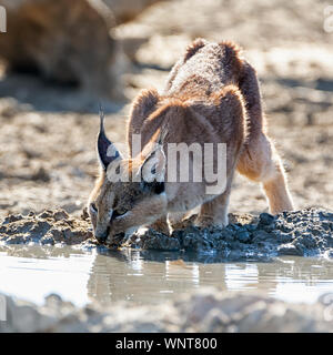 Un Caracal à un point d'eau dans le sud de la savane africaine Banque D'Images