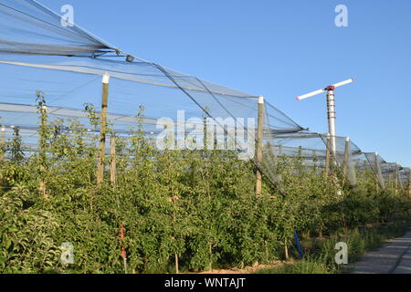 Plantation de pommiers dans les émissions de plein air Banque D'Images