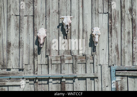 Trois crânes de vache suspendu à côté d'une grange en bois patiné Dutch en milieu rural de l'Oregon. Banque D'Images