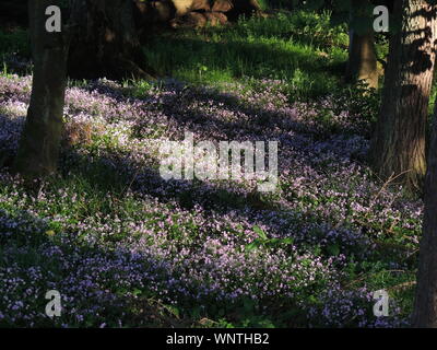 La plante à fleurs rose pourpier (Claytonia sibirica), un tapis de plancher en bois à Hunterston Ayrshire. Banque D'Images