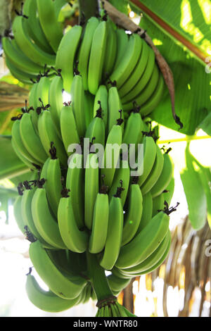 De plus en plus vert bananes biologiques en bottes sur arbre à Tahiti Banque D'Images