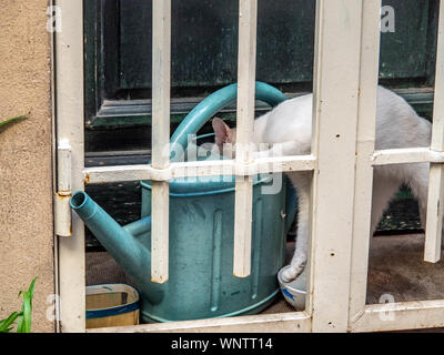 Chat blanc trouve de l'eau pour étancher la soif à l'arrosoir à gauche de la fenêtre. Banque D'Images