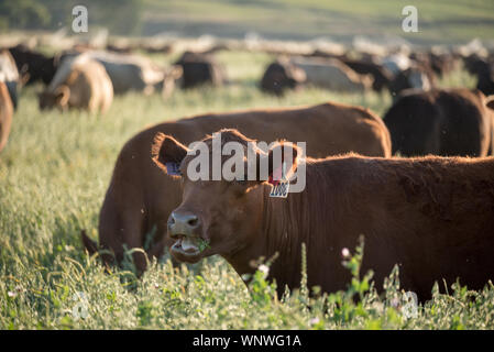 Le bétail dans la vallée de la Wallowa. Banque D'Images