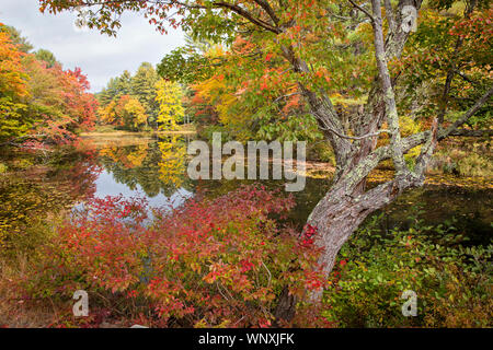 Automne couleurs reflètent les étangs et rivières pendant les moments lorgnant dans la Nouvelle Angleterre. Tournantes ; laisse le temps d'automne. New Hampshire Vermont Adirondack Banque D'Images