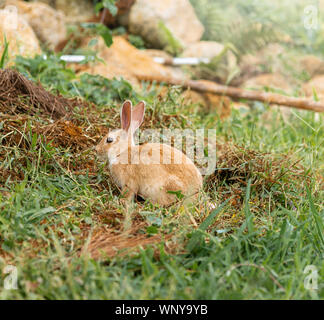 Brown rabbit est un mammifère est sur la pelouse dans la nature le matin de printemps Banque D'Images