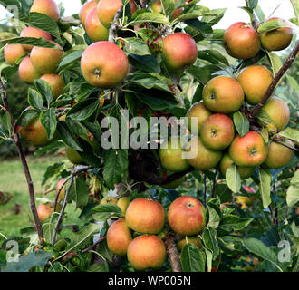 Apple, 'Cox's Orange Pippin', les pommes, growing on tree, du nom de variété Banque D'Images