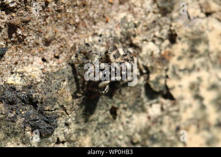 Une araignée sauteuse (Salticus scenicus) un mur de brique des patrouilles à la recherche de proies. Banque D'Images