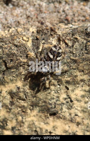 Une araignée sauteuse (Salticus scenicus) un mur de brique des patrouilles à la recherche de proies. Banque D'Images