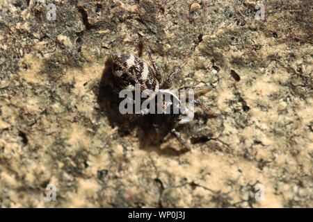 Une araignée sauteuse (Salticus scenicus) un mur de brique des patrouilles à la recherche de proies. Banque D'Images