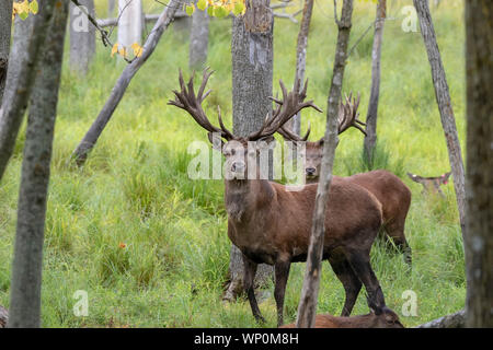 European red deer (Cervus elaphus) en rut, c'est la quatrième plus grande espèce Banque D'Images