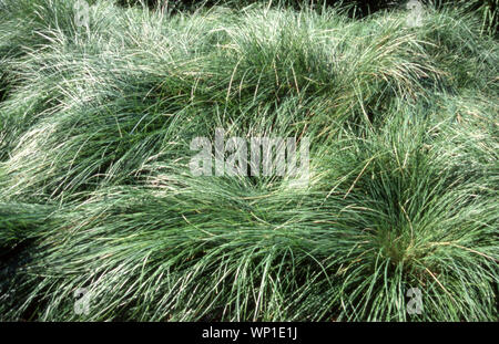 MOTTES DE TUSSOCK GRASS (POA LABILLARDIERI) POUSSANT DANS LA ZONE DES PARCS, NOUVELLE-GALLES DU SUD, AUSTRALIE. Banque D'Images