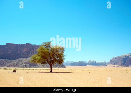 La Jordanie, Aqaba Gouvernorat, Wadi Rum. Zone protégée de Wadi Rum, UNESCO World Heritage Site. Un seul arbre grandit dans le désert de hars la campagne. Banque D'Images