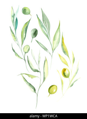 Illustration aquarelle dessin couleur verte de branches et de fruits d'olive dans un ensemble sur un fond isolé Banque D'Images