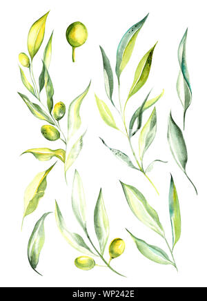 Illustration aquarelle dessin couleur verte de branches et de fruits d'olive dans un ensemble sur un fond isolé Banque D'Images