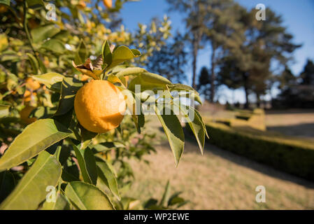 Un Lemon Tree avec Eureka (Citrus limon) citrons dans une cour ensoleillée lumineux d'un pays accueil Banque D'Images