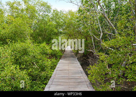 Un long sentier en bois dans la forêt de mangrove. Banque D'Images