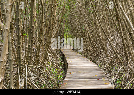 Un long sentier en bois dans la forêt de mangrove. Banque D'Images