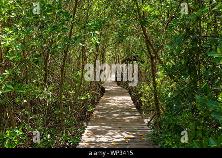 Un long sentier en bois dans la forêt de mangrove. Banque D'Images