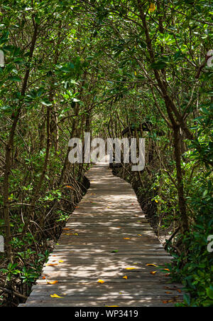 Un long sentier en bois dans la forêt de mangrove. Banque D'Images