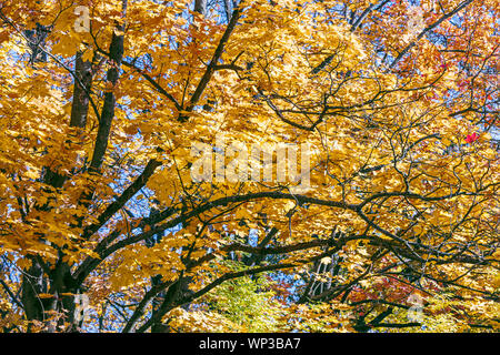 Haut des arbres avec des feuilles jaunes et orange sur fond de ciel bleu, l'arrière-plan vue rapprochée Banque D'Images