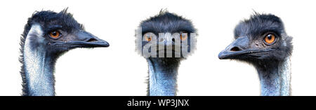 Portraits d'identité provenant de différentes parties de l'UEM Australie oiseau (Dromaius novaehollandiae) isolé sur fond blanc. Banque D'Images