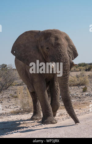 L'éléphant africain marche dans la savane sèche, Etosha National Park, Namibie Banque D'Images