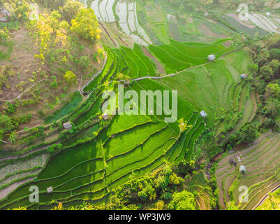 Cascade vert rizière plantation à Bali, Indonésie Banque D'Images