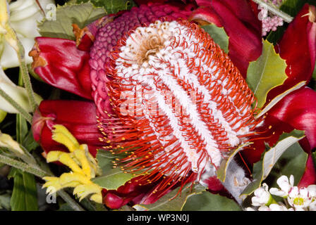 CLOSE-UP DÉTAIL D'UN BANKSIA ÉCARLATE COCCINEA) FLEURS, MT TOMAH, Sydney, NSW, Australie Banque D'Images