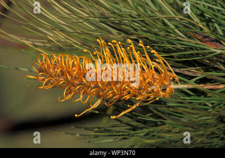 Grevillea cultivar 'Honey Gem'' Banque D'Images