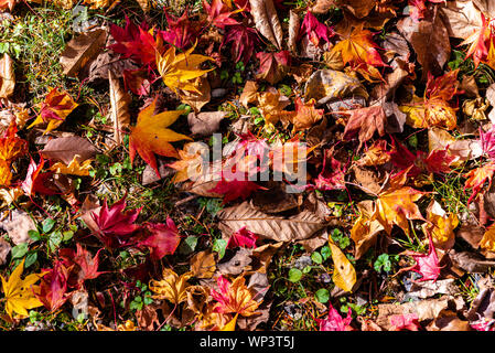 Différentes couleurs de l'automne les feuilles tombées sur le sol. de feuilles séchées couvrir la surface de la terre. close-up, haut Vue de dessus, blanc belle saison Banque D'Images