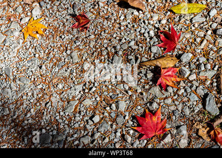 Différentes couleurs de l'automne les feuilles tombées sur le sol. de feuilles séchées couvrir la surface de la terre. close-up, haut Vue de dessus, blanc belle saison Banque D'Images