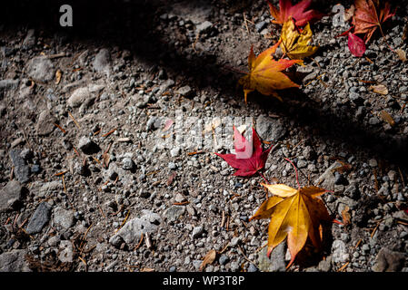 Différentes couleurs de l'automne les feuilles tombées sur le sol. de feuilles séchées couvrir la surface de la terre. close-up, haut Vue de dessus, blanc belle saison Banque D'Images