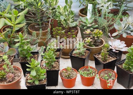 Les plantes succulentes mixte d'Echeveria elegans (Echeveria elegans), variété gemme mexicaine dans divers contenants à l'intérieur de serre, Québec, Canada Banque D'Images