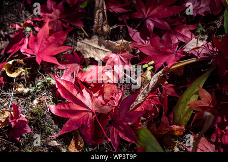 Différentes couleurs de l'automne les feuilles tombées sur le sol. de feuilles séchées couvrir la surface de la terre. close-up, haut Vue de dessus, blanc belle saison Banque D'Images